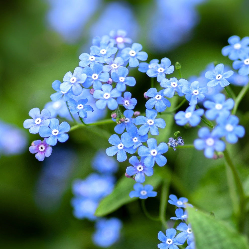 Forget Me Not Seed Sticks Gardening Eco Friendly Gift Ideas EcoLiving Natural