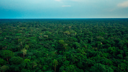 Offset a tonne of carbon