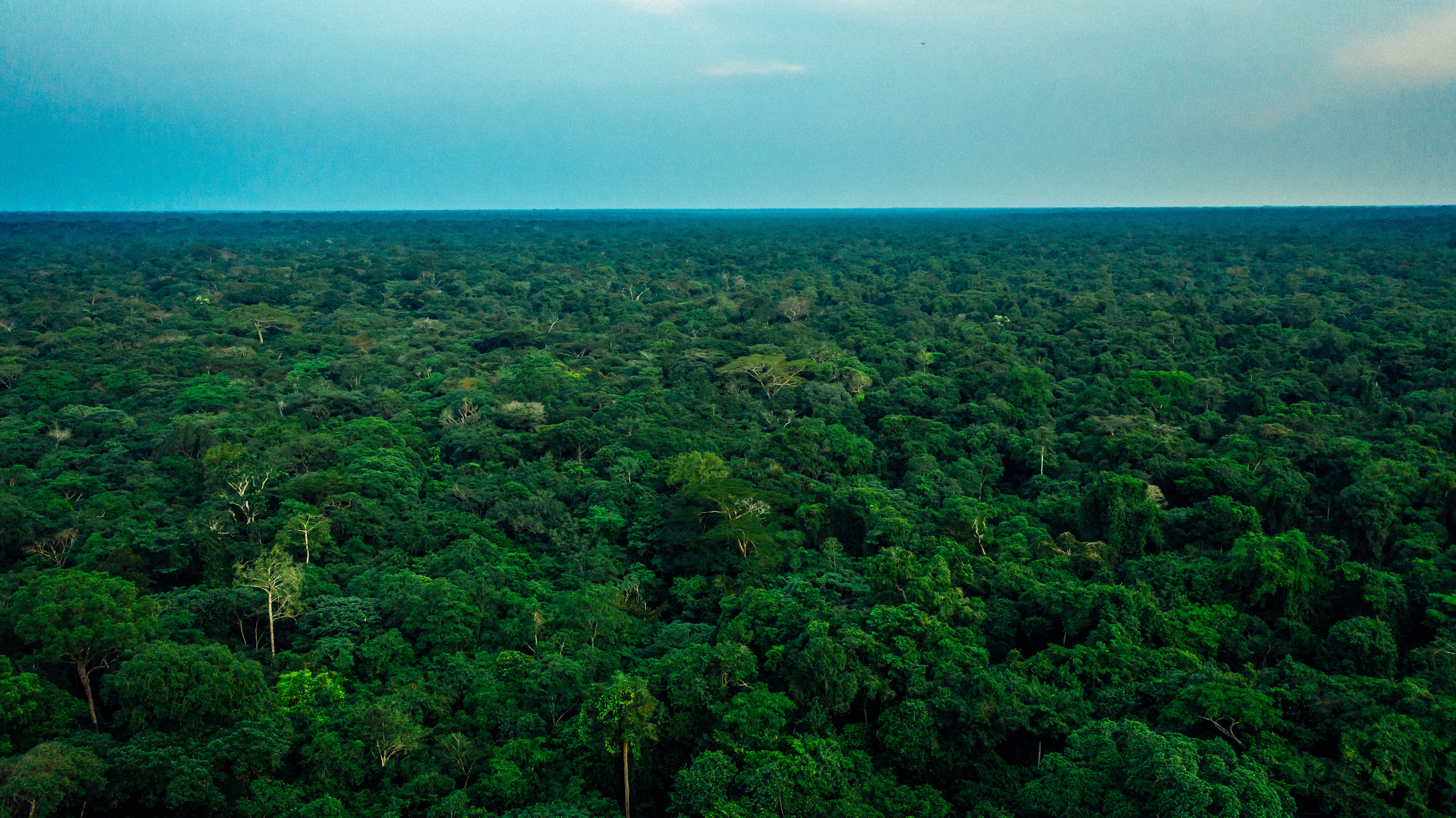Offset a tonne of carbon