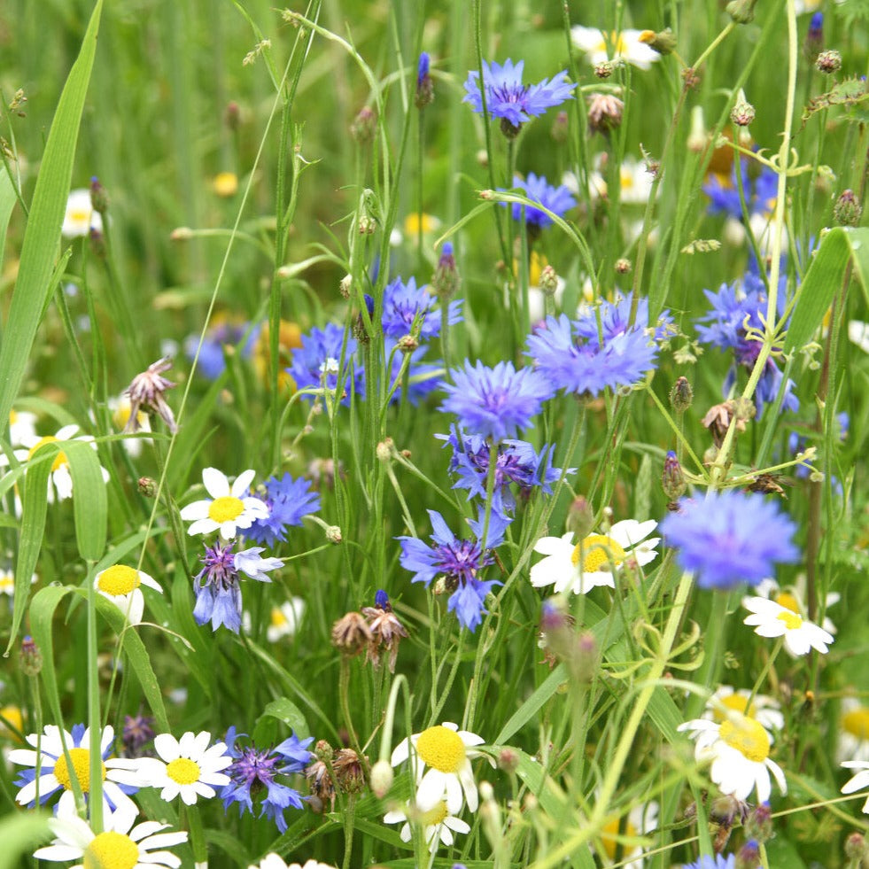 Cornflower Flower Wildflower Seed Balls BeeBombs Dorset UK