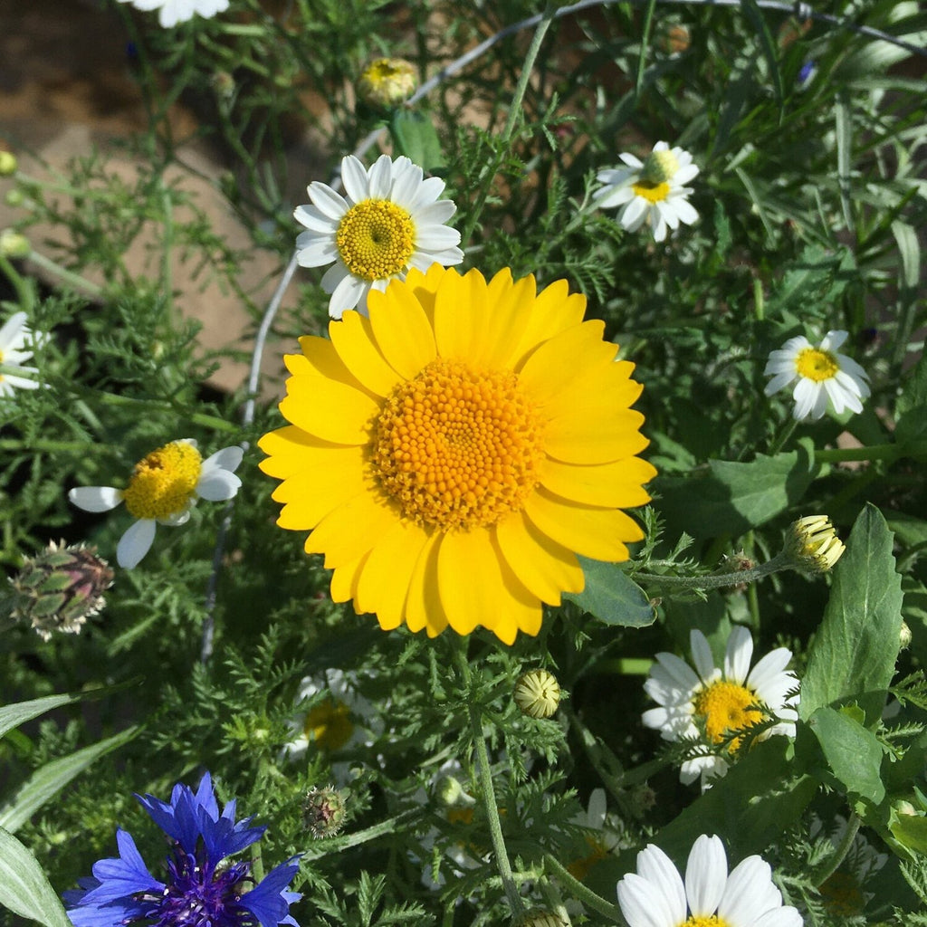 Corn Marigold Wildflower Seed Balls BeeBombs Dorset UK 
