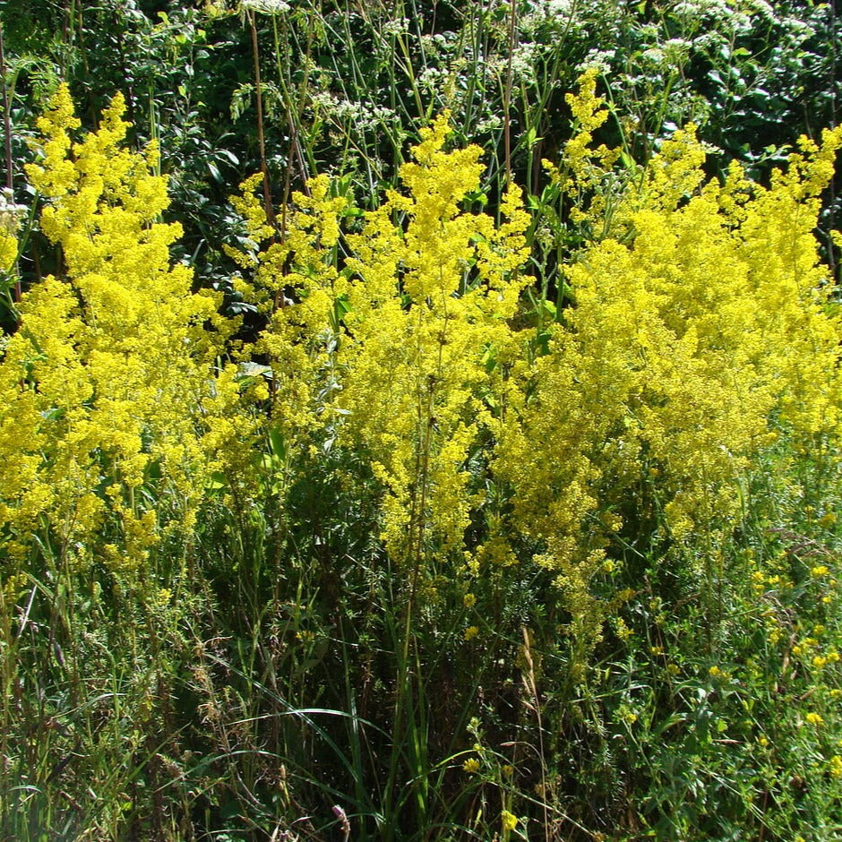Lady's Bedstraw Wildflower Seed Balls BeeBombs Dorset UK 