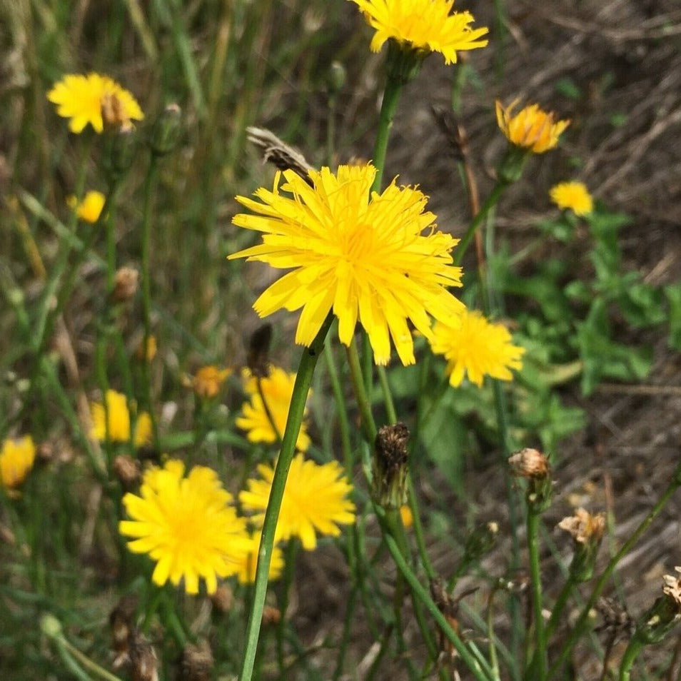 Rough Hawkbit Wildflower Seed Balls BeeBombs Dorset UK 
