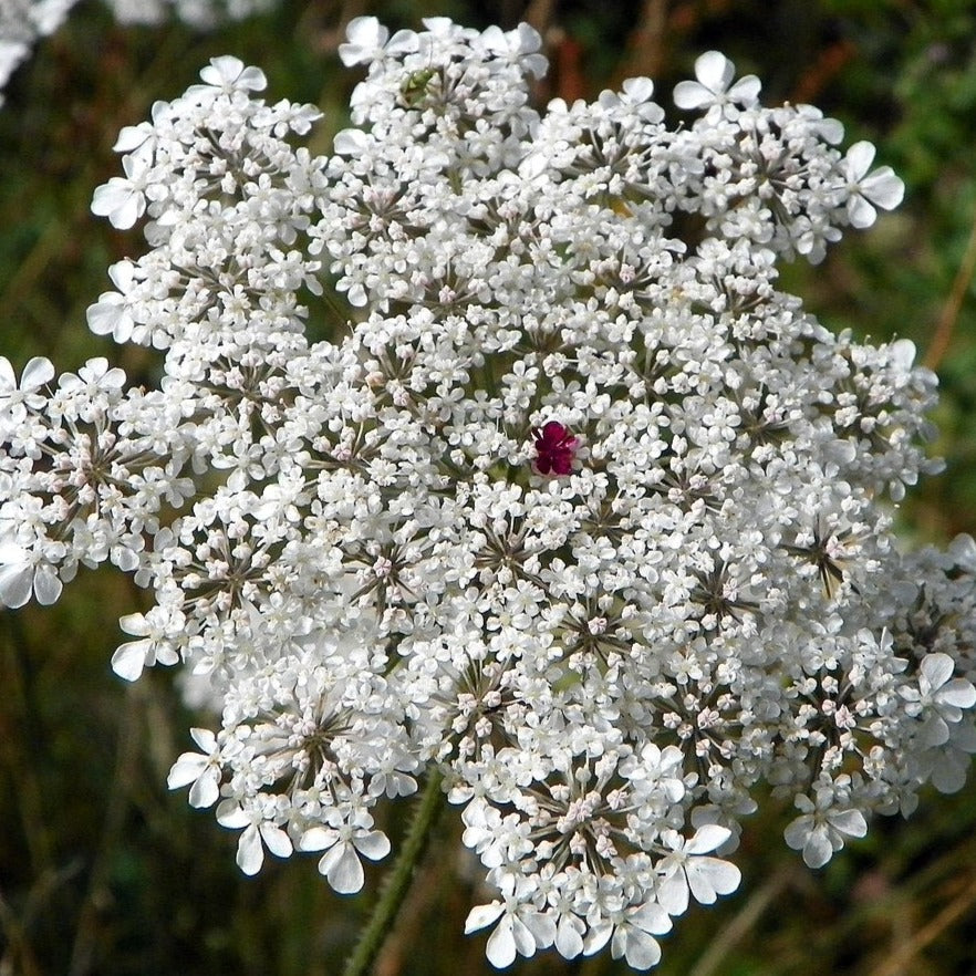 Wild Carrot Flowers Wildflower Seed Balls BeeBombs Dorset UK 